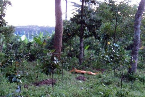 Rình trộm trai gái