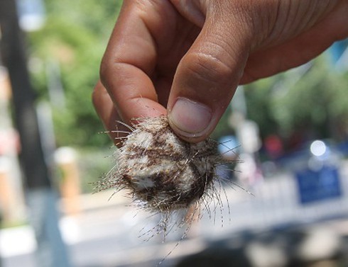 Cầu gai cát nhiều bất thường ở bãi tắm Nha Trang - ảnh 1