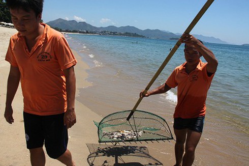 Cầu gai cát nhiều bất thường ở bãi tắm Nha Trang - ảnh 2