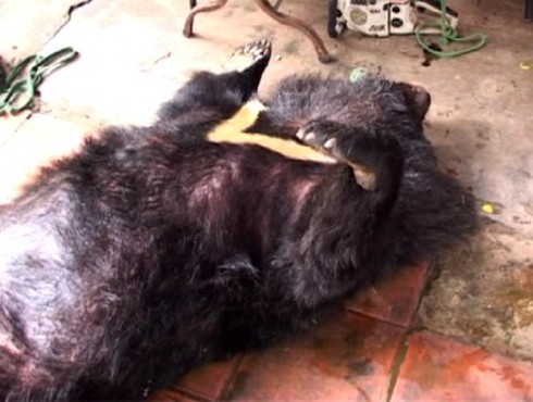 Gia Lai: Tiêu hủy một cá thể gấu - ảnh 1