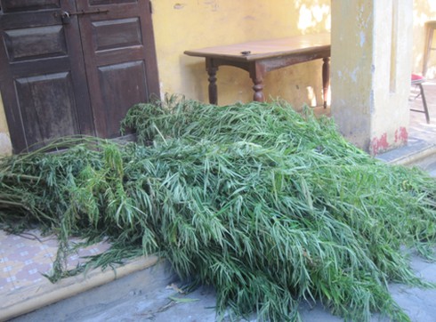 Bứng 9 cây cần sa hoang về trồng, bị khởi tố - ảnh 1