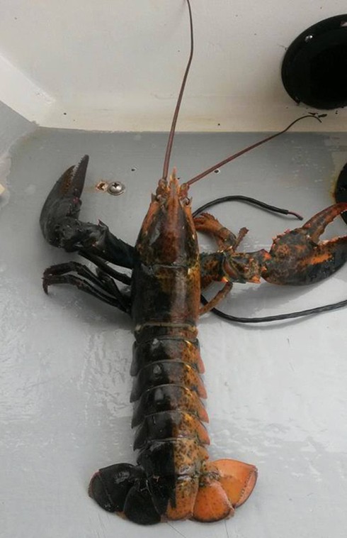 Những con tôm kỳ lạ nhất thế giới - ảnh 2