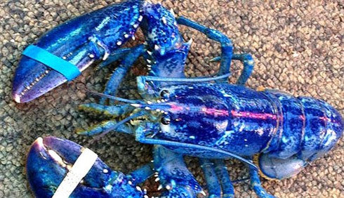 Những con tôm kỳ lạ nhất thế giới - ảnh 5