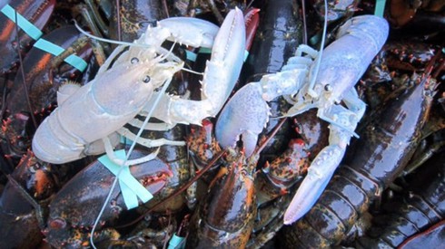 Những con tôm kỳ lạ nhất thế giới - ảnh 3