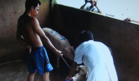 Bắt quả tang bơm nước vào heo thịt - ảnh 1