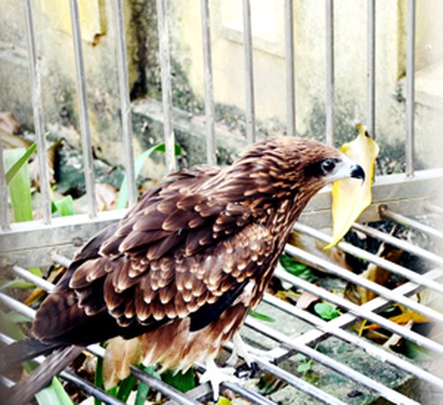 Nuôi chim đại bàng - ảnh 1