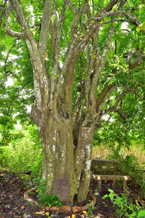 Ngạc nhiên ngắm cây khế trăm tuổi - ảnh 1