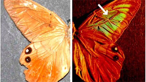 Vật liệu chống giả mạo lấy cảm hứng từ cánh bướm - ảnh 1
