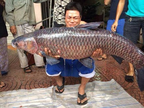 Câu được cá trắm