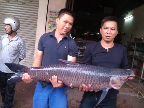 Sẽ không bán cá trắm đen
