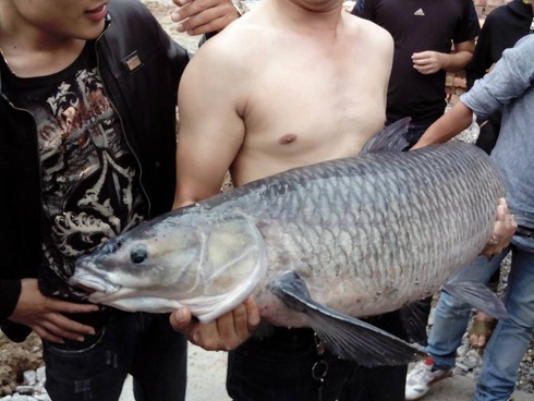 Sẽ không bán cá trắm đen