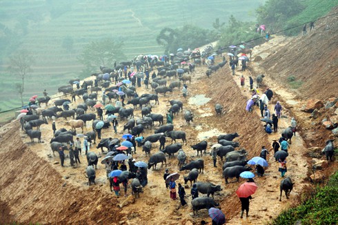 Chuyện vui ở chợ trâu Cán Cấu - ảnh 1