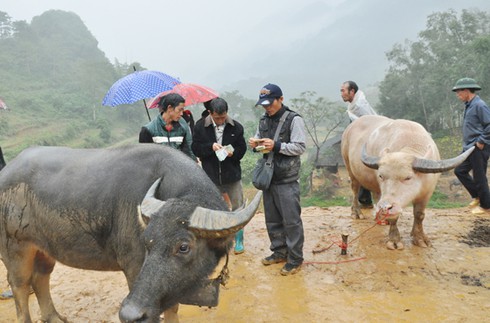 Chuyện vui ở chợ trâu Cán Cấu - ảnh 2