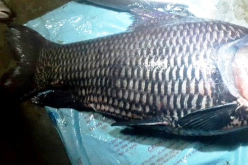 Những con cá hô