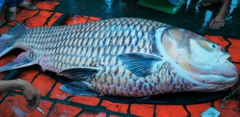 Những con cá hô