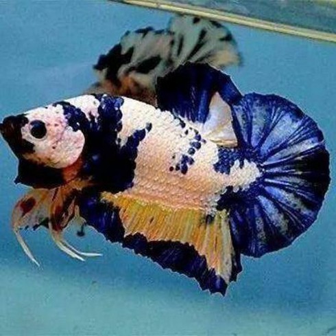 Lia thia- thú chơi ra tiền - ảnh 4