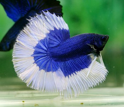 Lia thia- thú chơi ra tiền - ảnh 1