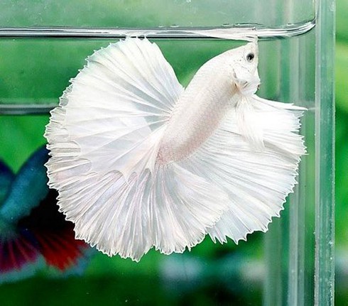 Lia thia- thú chơi ra tiền - ảnh 2