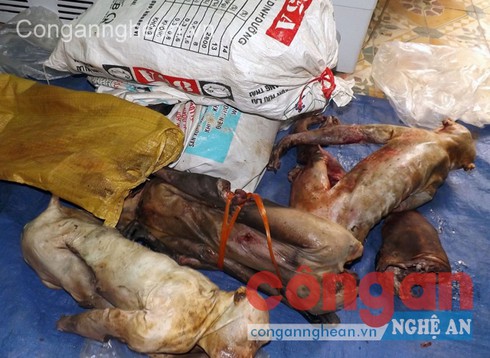 Phá chuyên án buôn bán động vật hoang dã, quý hiếm - ảnh 3