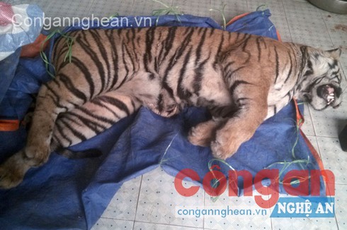 Phá chuyên án buôn bán động vật hoang dã, quý hiếm - ảnh 1