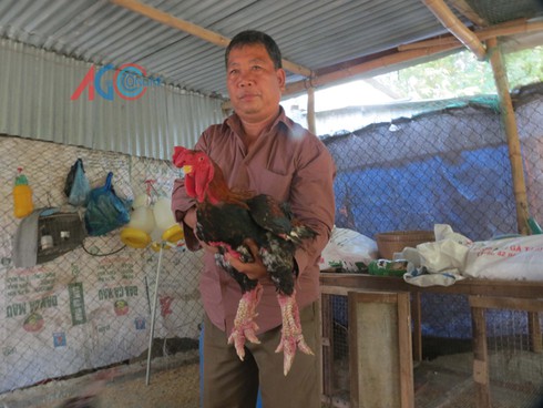 Hấp dẫn gà “tiến vua” - ảnh 2