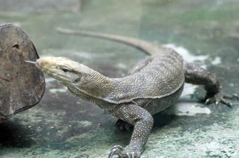 Thả kỳ đà nặng 3kg về rừng tự nhiên - ảnh 1