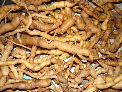 Cách ngâm rượu ba kích uống không đau đầu - ảnh 1