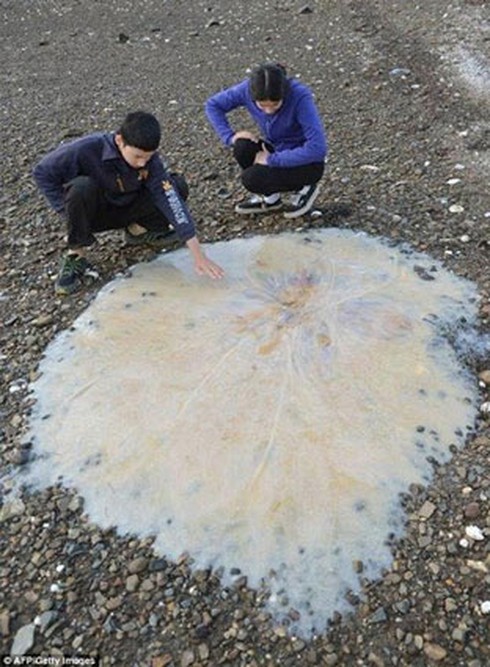 Khi bị sứa biển đốt phải làm gì? - ảnh 1