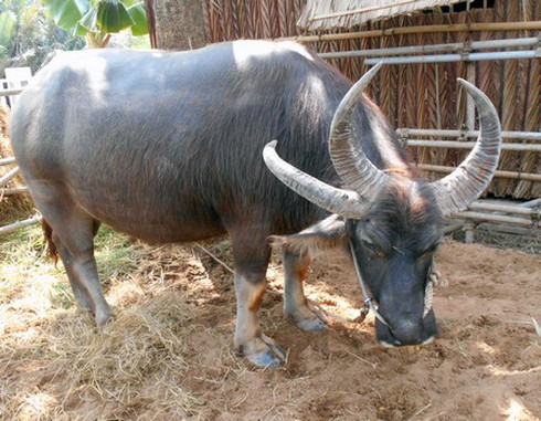 Con trâu 3 sừng - ảnh 1