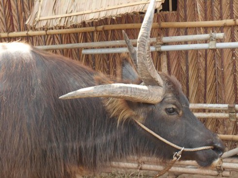 Con trâu 3 sừng - ảnh 2