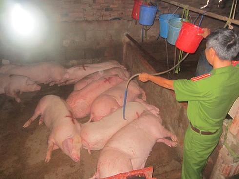 Tiêm thuốc an thần, bơm nước vào heo - ảnh 1