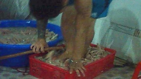 Kinh hoàng “công nghệ độc địa” vô nhân tính của những thương lái! - ảnh 12