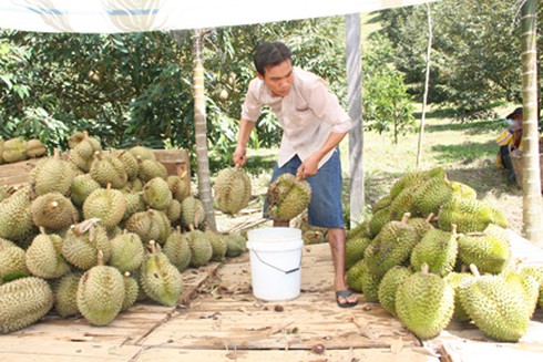 Kinh hoàng “công nghệ độc địa” vô nhân tính của những thương lái! - ảnh 3