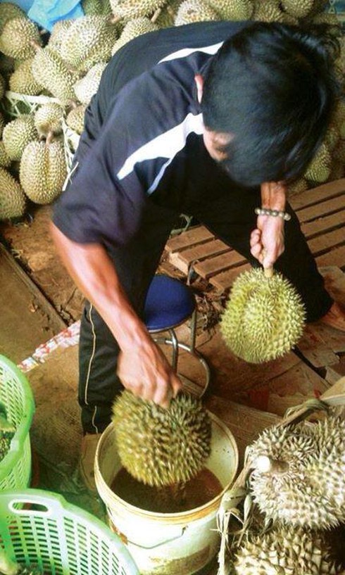 Kinh hoàng “công nghệ độc địa” vô nhân tính của những thương lái! - ảnh 4