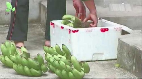 Kinh hoàng “công nghệ độc địa” vô nhân tính của những thương lái! - ảnh 5