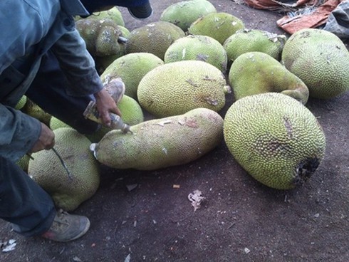 Kinh hoàng “công nghệ độc địa” vô nhân tính của những thương lái! - ảnh 6