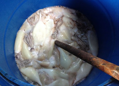 Kinh hoàng “công nghệ độc địa” vô nhân tính của những thương lái! - ảnh 9