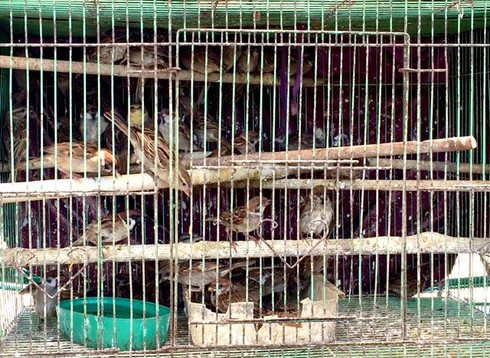 Tận diệt chim sẻ - ảnh 2