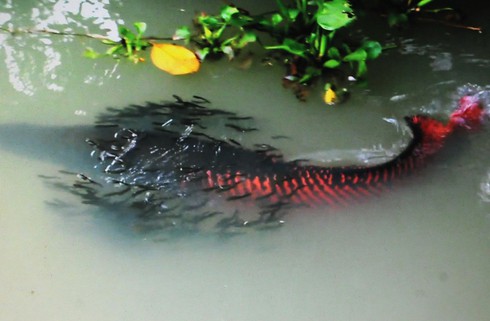 Loài cá nước ngọt lớn nhất hành tinh đã sinh sản tại Tây Ninh - ảnh 1