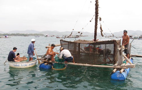 Làng tỉ phú tôm hùm Phước Lý - ảnh 1