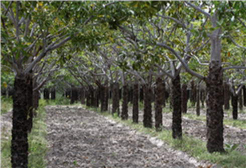 Đặc sản Bình Thuận là gì? - ảnh 4