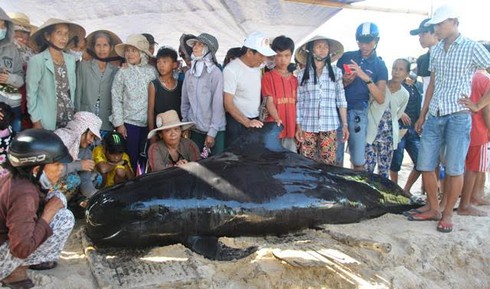 Video: Cá Ông lụy vào bờ biển Tam Thanh - ảnh 1