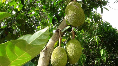 Nông dân điêu đứng vì thông tin mít dùng thuốc ép chín - ảnh 1