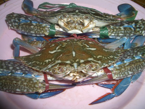 Cách chọn ghẹ biển ngon, nhiều thịt nhất - ảnh 1