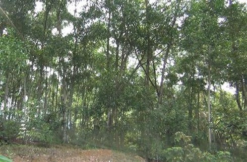 Nghi can đánh thương vong hai cháu bé đã treo cổ tự tử - ảnh 1