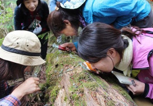 Ngắm rêu thư giãn ở Nhật Bản - ảnh 1