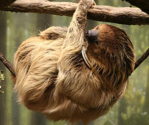 Thú vị loài 'quái thú' lười biếng đến… không chịu nổi - ảnh 3