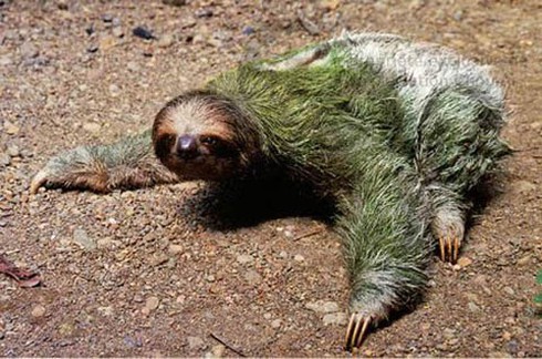 Thú vị loài 'quái thú' lười biếng đến… không chịu nổi - ảnh 4