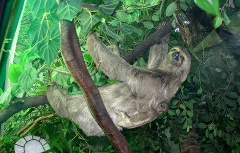 Thú vị loài 'quái thú' lười biếng đến… không chịu nổi - ảnh 1