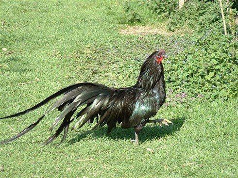 Cách chọn nuôi gà tre đá rất công phu - ảnh 1